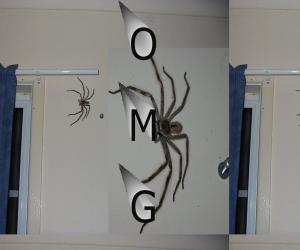 clock spider engraving