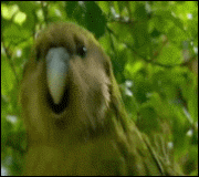 Forum Image: http://content.ytmnd.com/content/2/3/6/23654435910f63713bc5d23a094dba55.gif